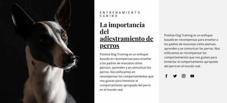 Refugio para animales afectados Diseño de páginas web