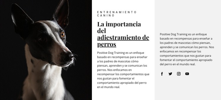 Refugio para animales afectados Plantilla CSS