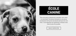 Formation En École Canine - Conception De Sites Web Gratuite