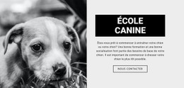 Démo De Modèle Pour Formation En École Canine