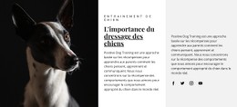 Page Web Pour Refuge Pour Les Animaux Affectés