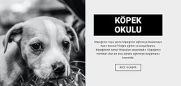 Köpek Okulu Eğitimi Için Şablon Demosu