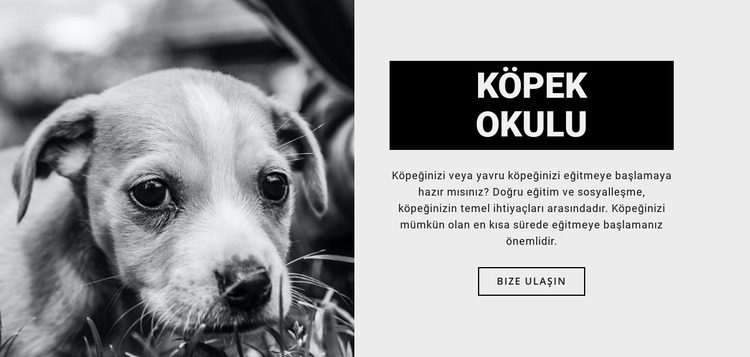 Köpek okulu eğitimi Joomla Şablonu