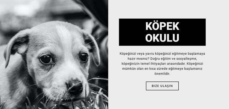 Köpek okulu eğitimi Web Sitesi Mockup'ı