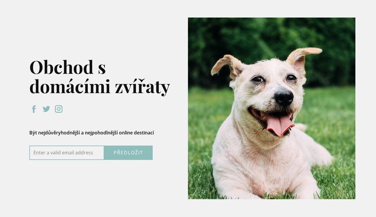 Kupte svému psovi všechno Šablona HTML