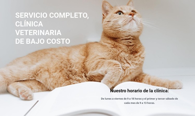 Profesionales de la medicina animal Diseño de páginas web