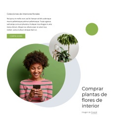 Plantas De Flores De Interior - HTML Template Generator