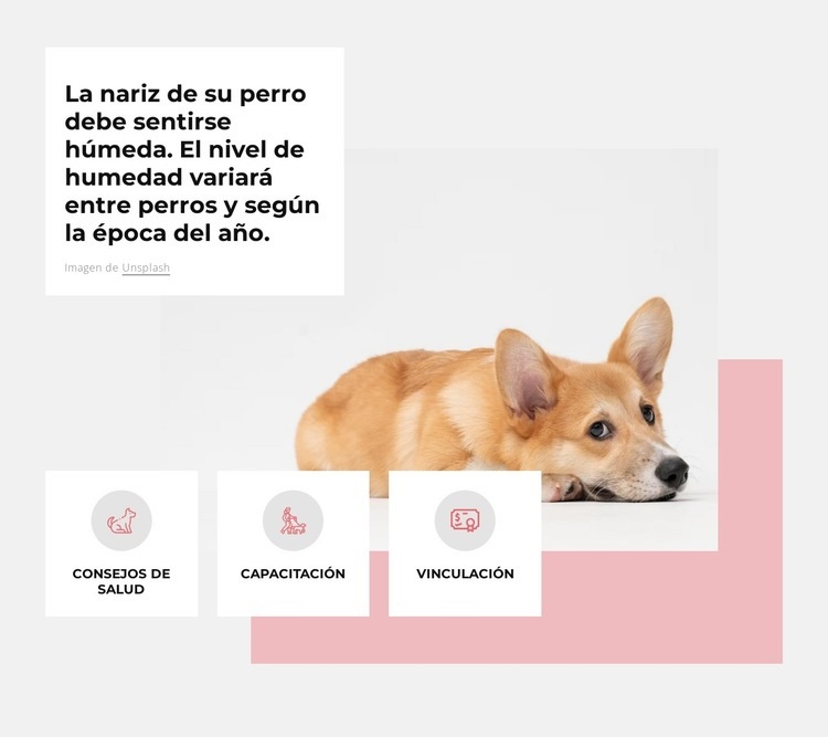 centro canino unico Creador de sitios web HTML
