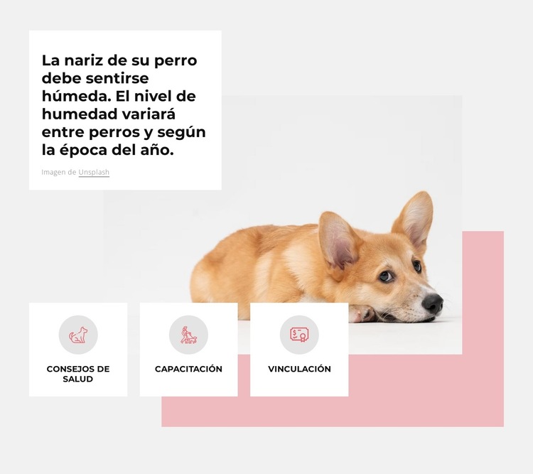 centro canino unico Plantilla de sitio web