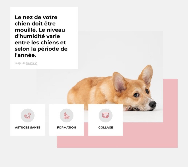 Centre canin unique Conception de site Web