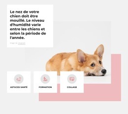 Centre Canin Unique - Page De Destination Moderne