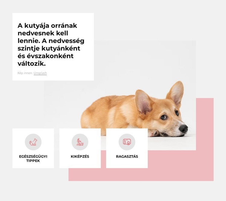 Egyedi kutyaközpont Weboldal tervezés