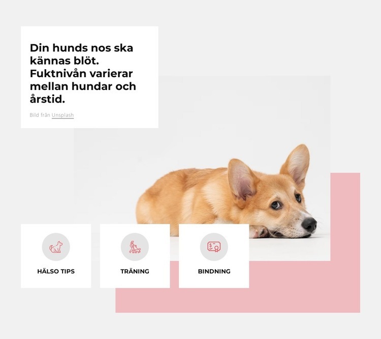 Unikt hundcenter HTML-mall