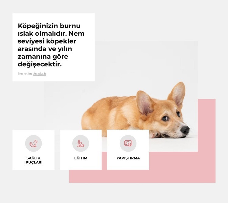Eşsiz köpek merkezi HTML5 Şablonu