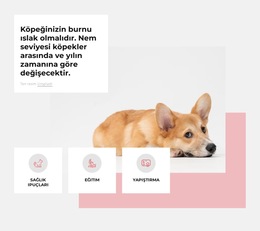 Eşsiz Köpek Merkezi - Web Sitesi Şablonunu Indirme