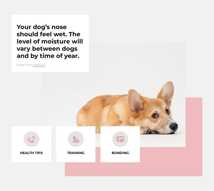 Unique dog center Web Page Design