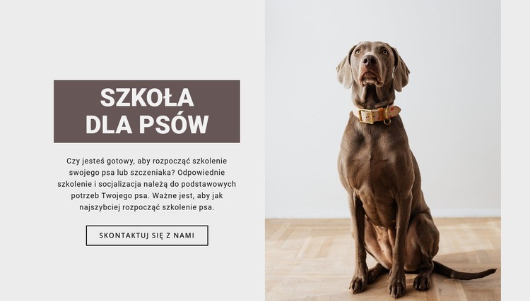 Profesjonalna szkoła dla psów Szablony do tworzenia witryn internetowych