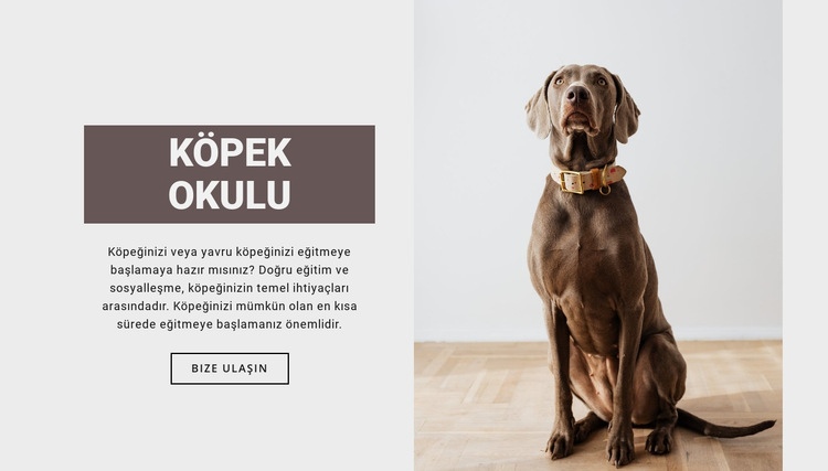 Köpek meslek okulu Web Sitesi Mockup'ı