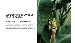 The Benefits Of Avocado - Maquette De Site Web Simple