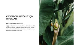 The Benefits Of Avocado Için Duyarlı HTML