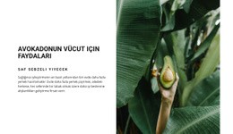 The Benefits Of Avocado - Güzel Web Sitesi Tasarımı