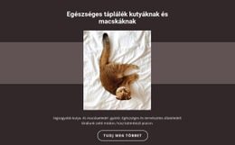 Törzskönyvi Állatok – A Legjobb Webhelytervezés