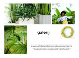 Groene Planten Galerij - Gratis CSS-Thema