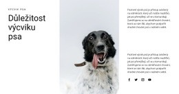 Jak Vychovat Psa – Responzivní Šablony Webových Stránek