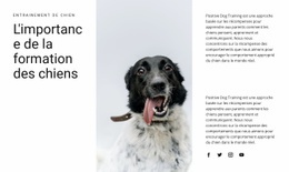 Comment Élever Un Chien – Modèles De Sites Web Réactifs