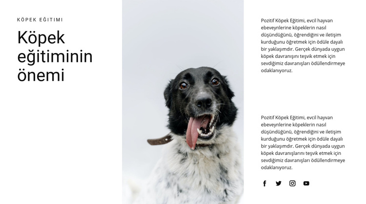 Bir köpek nasıl yetiştirilir WordPress Teması