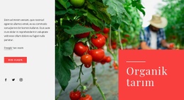 Organik Tarım Ilkeleri Için Ücretsiz CSS