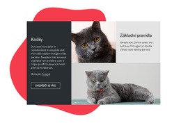 HTML Design Pro Základní Rady Pro Péči O Kotě