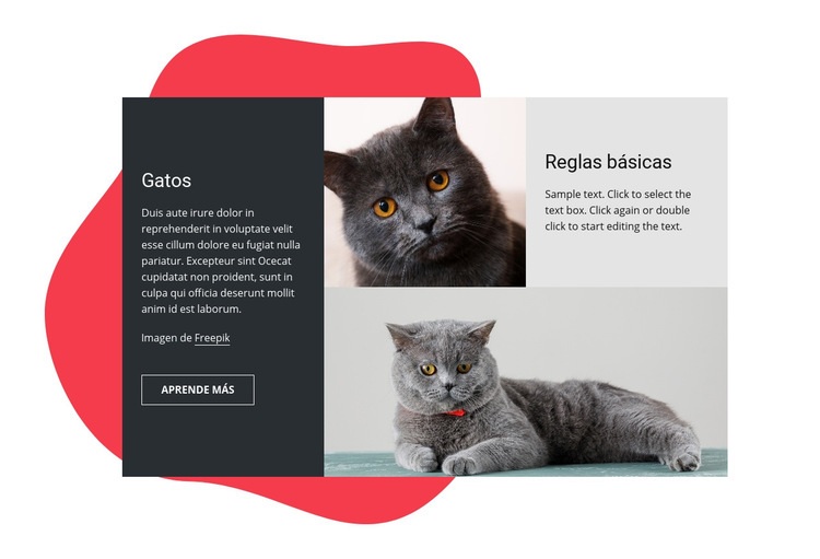 Consejos esenciales para el cuidado de un gatito Maqueta de sitio web