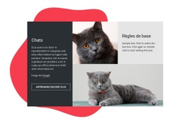 Conseils De Soins Essentiels Pour Chaton – Maquette De Site Web Prête À L'Emploi