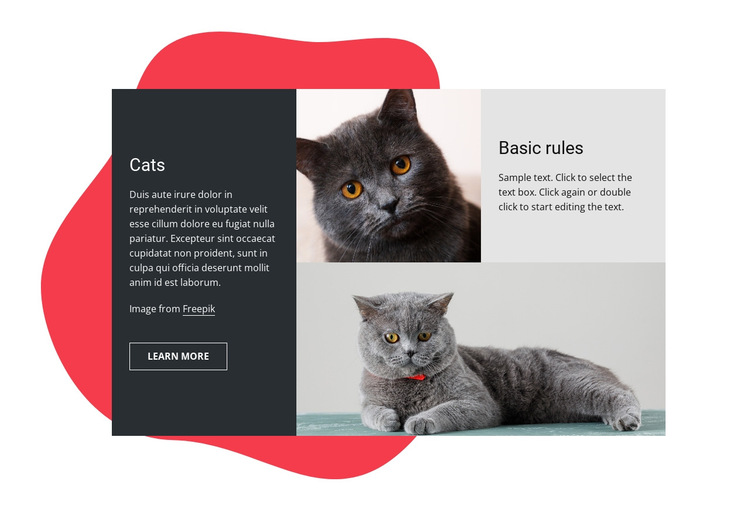 Essential kitten care tips HTML5 Template