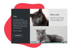 Alapvető Tippek A Cica Gondozásához - HTML5 Website Builder