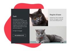 Generatore Di Siti Web Esclusivo Per Consigli Essenziali Per La Cura Del Gattino