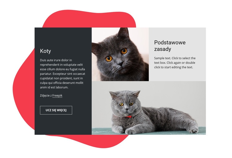 Niezbędne wskazówki dotyczące pielęgnacji kotów Makieta strony internetowej