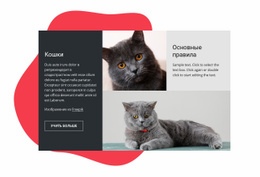 Основные Советы По Уходу За Котенком – HTML-Шаблон