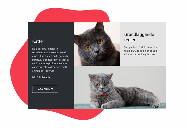 Viktiga tips om kattungeomsorg HTML-mall