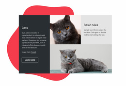 The Best Website Design For Essential Kitten Care Tips