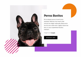 Perros Bastante Pequeños - Plantilla De Comercio Electrónico Joomla