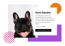 Oldukça Küçük Köpekler - HTML Ve CSS Şablonu