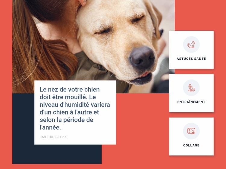 Conseils de soins pour chiens Maquette de site Web
