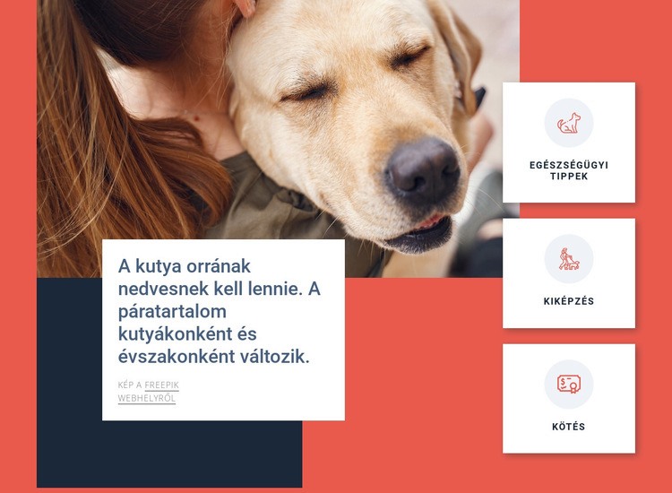 Kutyaápolási tippek Weboldal tervezés