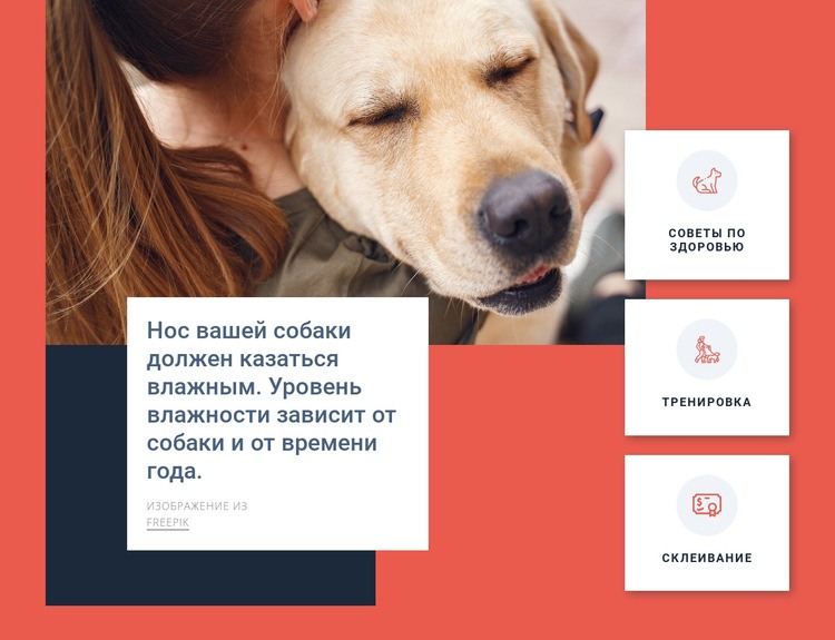 Советы по уходу за собакой Шаблоны конструктора веб-сайтов