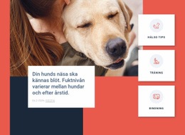 Hundvårdstips - Nedladdning Av HTML-Mall