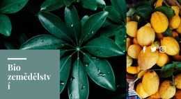 Čerstvé Organické Citrusy Responzivní Web