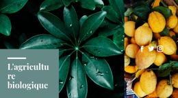 Agrumes Biologiques Frais - Thème De La Page