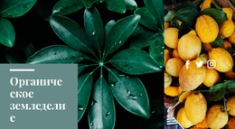 Свежие Органические Цитрусовые – Вдохновение Для Макета